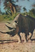 RINOCERONTE -F/G  B/N LUCIDO (180515) - Rhinozeros