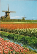 Grote Kaart Nederland Tulpenvelden Windmolen Windmill Moulin A Vent - Windmills