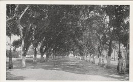 9043) BRASILE VISTAS DE BELEM PASSEIO DA PRACA DA REPUBLICA NON VIAGGIATA MA FOLDER DATATO 1945 - Belém