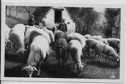 CPSM Types Des Pyrénées Non Circulé Métier Moutons Real Photo 2 - Midi-Pyrénées