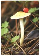 (105) Mushrooms - Champignon - Paddestoelen