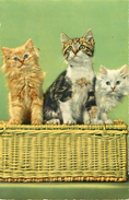 Animaux - Chats - Chat - Cats - Cat - Chatons - Chaton - Semi Moderne Petit Format - état - Cats