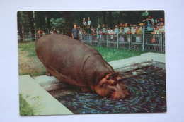 Hippo - KIEV ZOO -  Old Soviet PC 1968 - Hippopotamuses