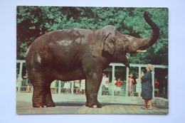 Elephant - KIEV ZOO -  Old Soviet PC 1968 - Elefanti