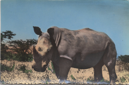Carte Postale ANIMAL Rhinocéros Gros Plan - Rhinozeros