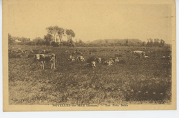 NOYELLES SUR MER - Les Prés Salés ( Vaches) - Noyelles-sur-Mer