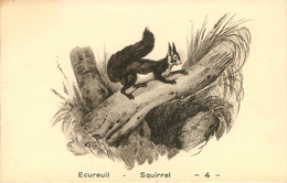 Animaux - Ecureuils - Ecureuil - Squirrel - Illustrateurs - Bon état - Autres & Non Classés