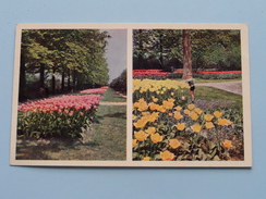 " KEUKENHOF " Lisse-Holland ( Planeta ) Anno 19?? ( Zie Foto Details ) !! - Lisse