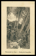 MOÇAMBIQUE - Descascando Os Cocos  ( Ed. J. Fernandes Moinhos Nº 230) Carte Postale - Mozambique