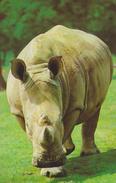 RINOCERONTE -F/G  COLORE (161114) - Rhinozeros