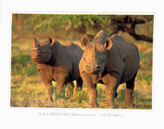 Thème -  Animaux - Black Rhinocéros - Rhinocéros Noir - Afrique Du Sud - Rinoceronte