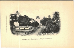 Carte Postale Ancienne De CONAKRY- Camayenne-le Jardin D'essai - Guinée