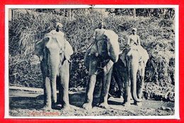 ASIE - SRI LANKA - CEYLON --- Elephants - Sri Lanka (Ceylon)