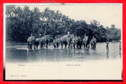 ASIE - SRI LANKA - CEYLON --- Elephants Bathing - Sri Lanka (Ceylon)