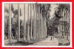 ASIE - SRI LANKA - CEYLON -- Peredeniya Gardens - Sri Lanka (Ceylon)