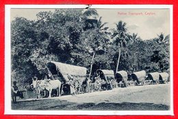 ASIE - SRI LANKA - CEYLON --  Native Transport - Sri Lanka (Ceylon)