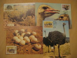 AUTRUCHE OSTRICH Yvert 523/6 OSTRICHES CAMLUS AUSTRALIS Maltahohe 1985 4 Maxi Maximum Card SWA - Ostriches