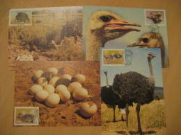 AUTRUCHE OSTRICH Yvert 523/6 OSTRICHES CAMLUS AUSTRALIS Maltahohe 1985 4 Maxi Maximum Card SWA - Autruches