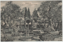 JERUSALEM - A PART OF THE GETHSEMANE GARDEN - Israel