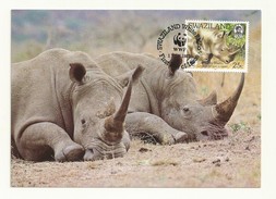 WWF SWAZILAND RHINOCEROS BLANC  CARTE MAXIMUM  SWAZILAND - Rhinocéros