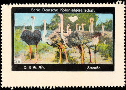 Vignette "Strauße" Aus Der Serie Deutsche Kolonialgesellschaft  OGVignette "ostriches" From The Set... - Sud-Ouest Africain Allemand