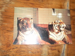 Bengal Tigers As Seen By Visitors Through Glass At The New Milwaukee County Zoological Park 1967 - Tigres