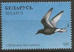 Belarus - MNH - Family GULLS, TERNS And SKIMMERS - White-winged Tern ( Chlidonias Leucopterus ) - Meeuwen