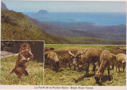 Ile Maurice,océan Indien,MAURITIUS,FORET DE LA RIVIERE NOIRE,ANIMAL - Mauritius