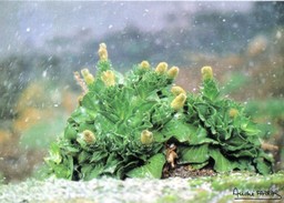 Carte Postale Des TAAF. Choux De Kerguelen. Photo A.Fatras. - TAAF : Franz. Süd- Und Antarktisgebiete