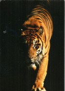 Le Tigre Du Bengale, Carte Postale Adressée ANDORRA, Avec Timbre à Date Arrivée - Tigres