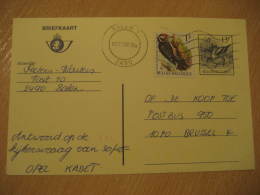 WOODPECKER PIC PAJARO CARPINTERO CLIMBING BIRDS Balen 1992 Stamp On Postal Stationery Card Belgium - Pics & Grimpeurs