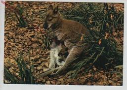 Cpm 769291 Parc Zoologique De Clères Kangourou Femelle Avec Son Jeune Wallabie De Bennett - Clères