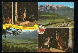 1968 -Wildgehege Weerberg - Multiviews - Gegen Karwendel , Inntal , Damhirsch , Cerfs - Stamp & Slogan - AUSTRIA - Wattens