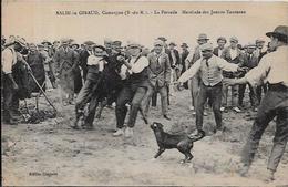 CPA Salin De Giraud Camargue Non Circulé Taureaux - Autres & Non Classés