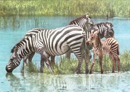 African Fauna  - Zebra - Mailed 1981 From Mozambique - Zebras