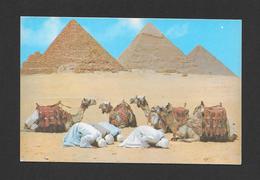 EGYPTE  - LA PRIÈRE PRÈS DES PYRAMIDS - PAR ART PUBLISHERS LEHNERT & LANDROCK - Pyramides