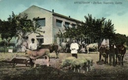 ** T2/T3 Argostoli, Farm School, Sheep, Cows (EK) - Sin Clasificación