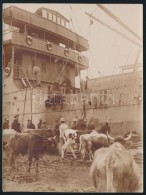 1916 Tehenek Beemelése Hadi?hajóba Sibenik KikötÅ‘jében / Cow Military? Ship Transport In... - Autres & Non Classés