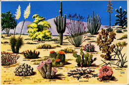 CACTUS - CACTI AND DESERT FLORA OF THE GREAT SOUTHWEST Cac3 - Cactusses