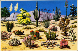 CACTUS - CACTI AND DESERT FLORA OF THE GREAT SOUTHWEST Cac3 - Cactus