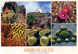 CACTUS - LANZAROTE - JARDIN DE CACTUS Cac17 - Cactus