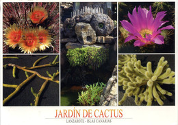 CACTUS - LANZAROTE - JARDIN DE CACTUS Cac18 - Cactus