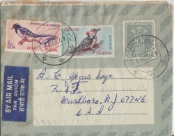 India 1969  Magpie & Woodpecker  Birds ON Inland Letter Card  #  93334  Inde Indien - Inland Letter Cards