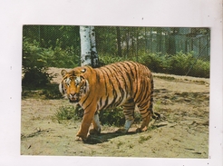 CPM ITALIE TIGRE  ZOO SAFARI, POMBIA (novara) - Tiger