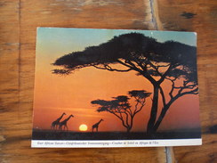 Acacia Trees East African Sunset - Zambie