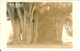 Delcampe - MEXIQUE CARTE PHOTO ARBOL DEL TULE OAXACA OAX 162 MOTEL MARGARITA - Mexiko