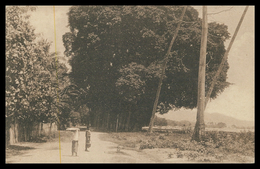 TIMOR -Gigantescos Gondões De Lecidere ( Bidau)( Ed. Da Missão)  Carte Postale - Osttimor