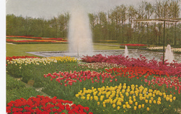 Keukenhof, Lisse - Lisse