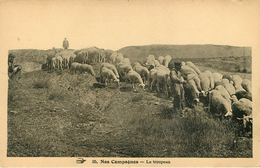 Agriculture - Animaux - Moutons - Nos Campagnes - Le Troupeau - état - Viehzucht