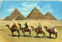 EGYPT  EGITTO  Camel Caravan Near Giza Pyramids  EMA Stamp Shephereard's Hotel Cairo - Pyramids